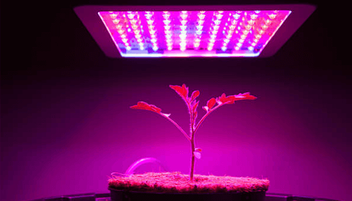 Top 10 Best LED Grow Lights Manufacturers In 2024