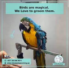 Birds Grooming