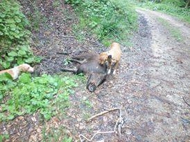 Roe Deer Hunts