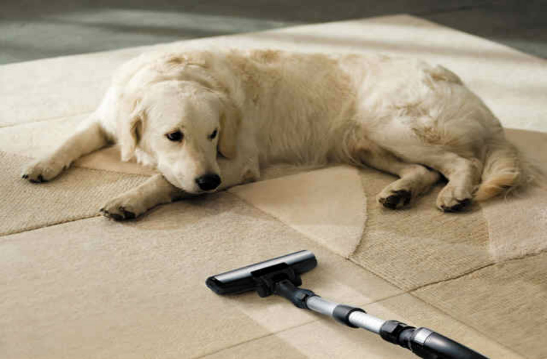 How To Get Pet Urine Smell Out Of Carpet?