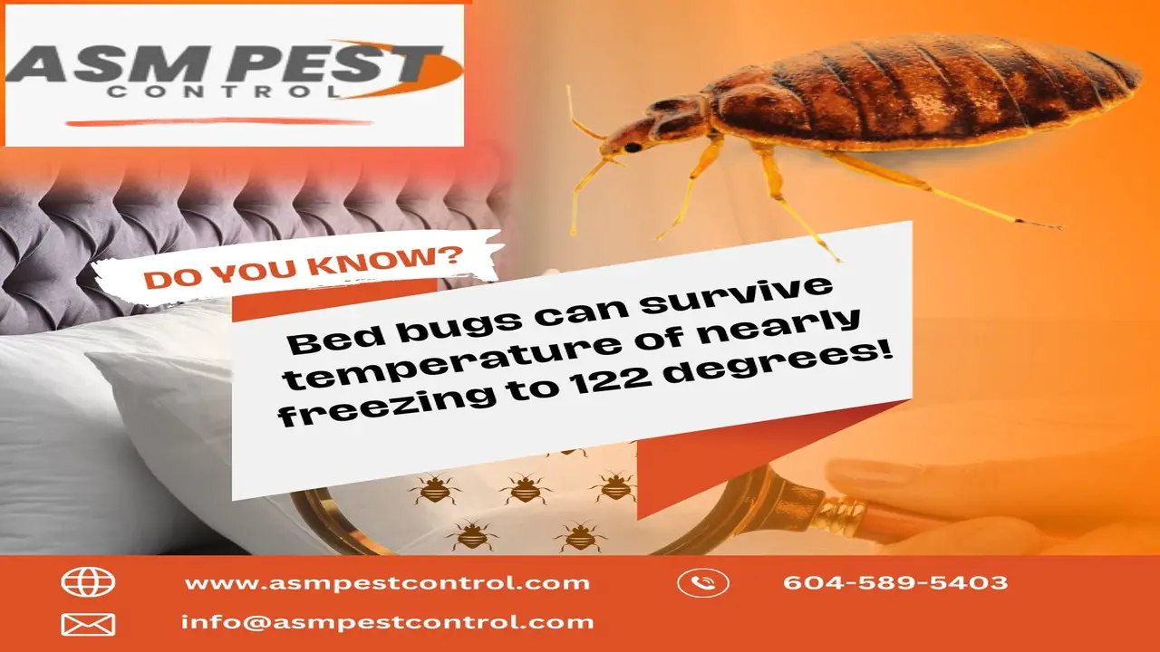 Pest Control Abbotsford