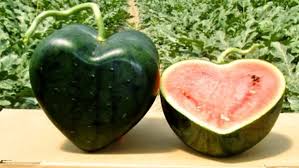 A Guide For Farming Watermelon In India