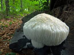 lions mane extract