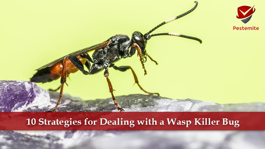 wasp killer bug